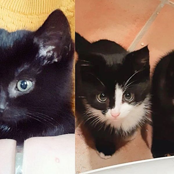 Man Rescued Kittens at an Industrial Site, One of Them Became Obsessed with His Cat