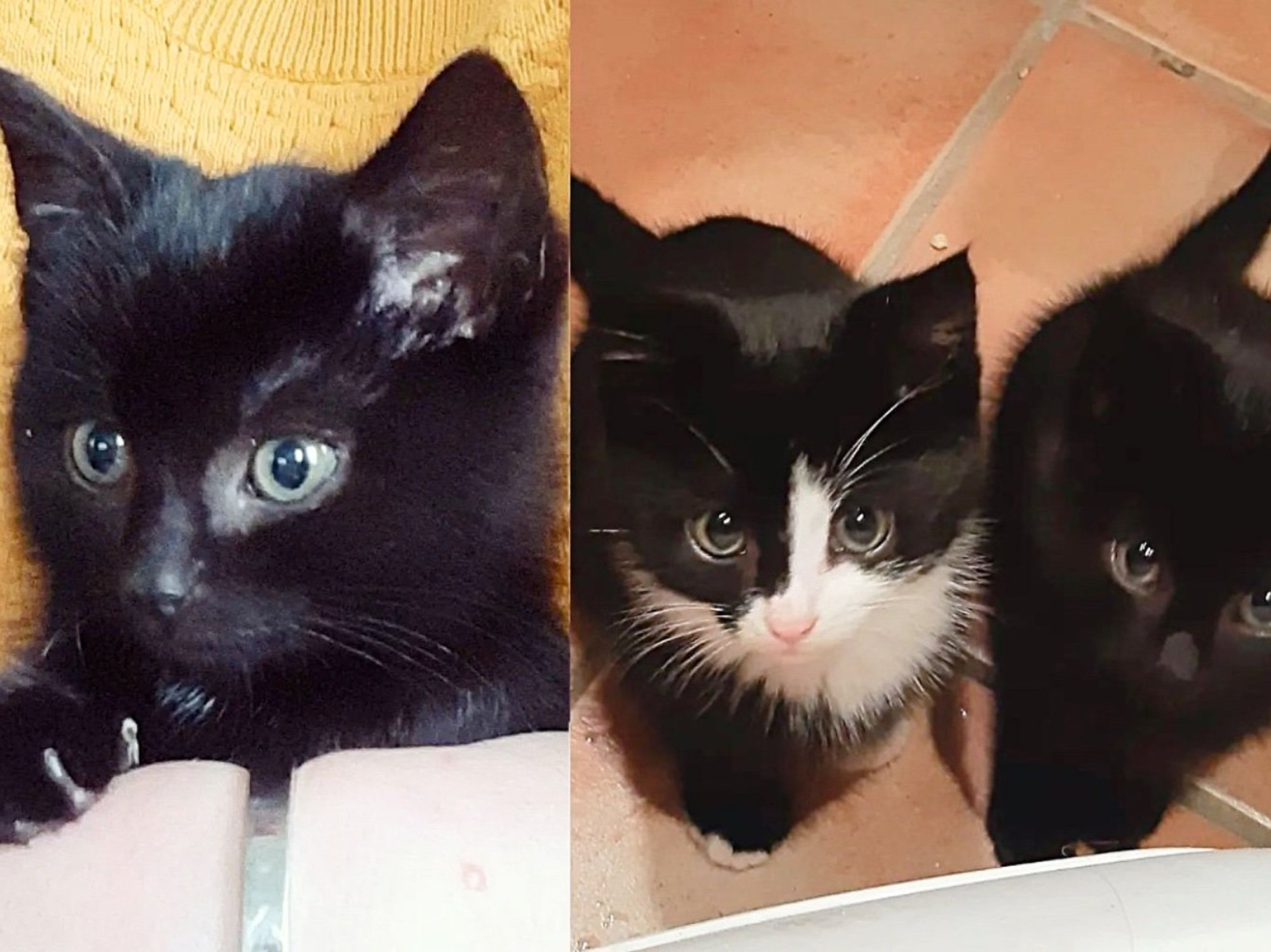Man Rescued Kittens at an Industrial Site, One of Them Became Obsessed with His Cat