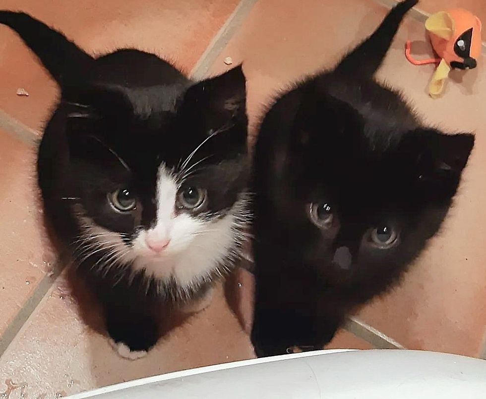 tuxedo black kittens