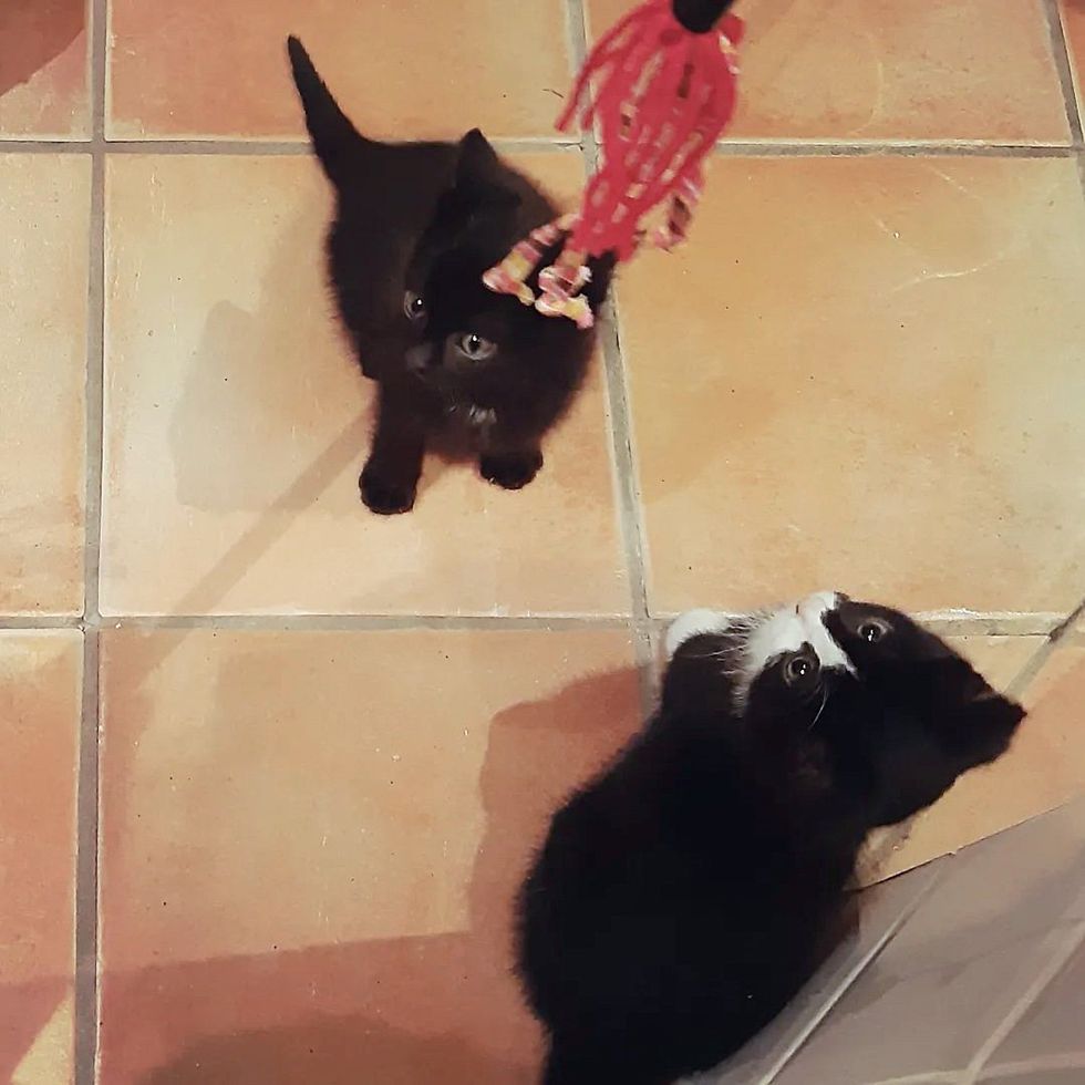 tuxedo black kittens playing