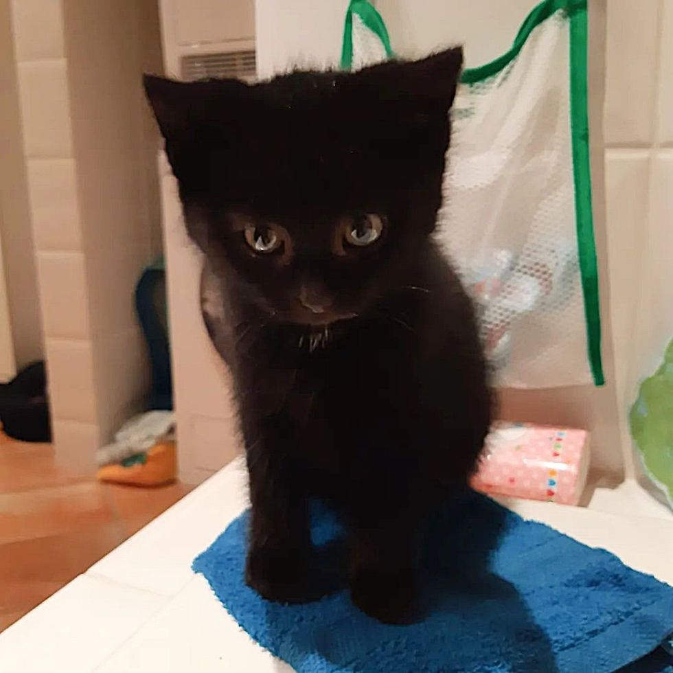 mini panther kitten