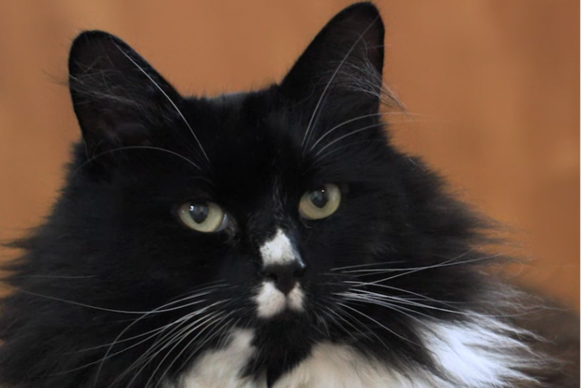 cats protection, cat of the year award, cats, cat heroes, heroic cats, cats and empath, rescue cat, cat service animal