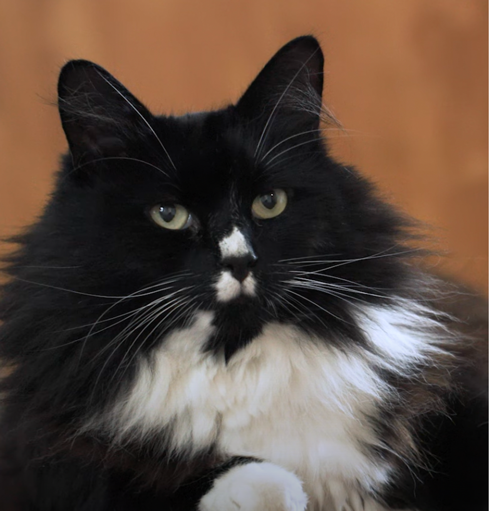 The 2024 Cat of the Year winner spends its days comforting women who have been trafficked