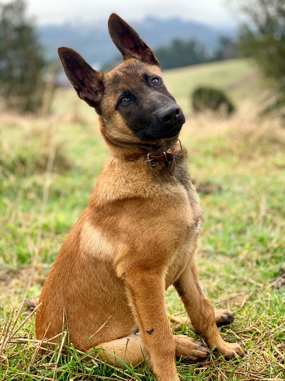 Belgian Malinois Male Puppy