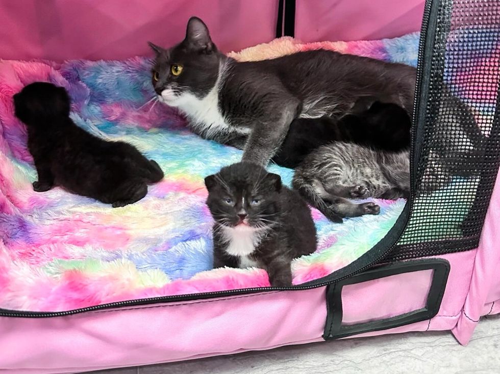 cat kittens tuxedo