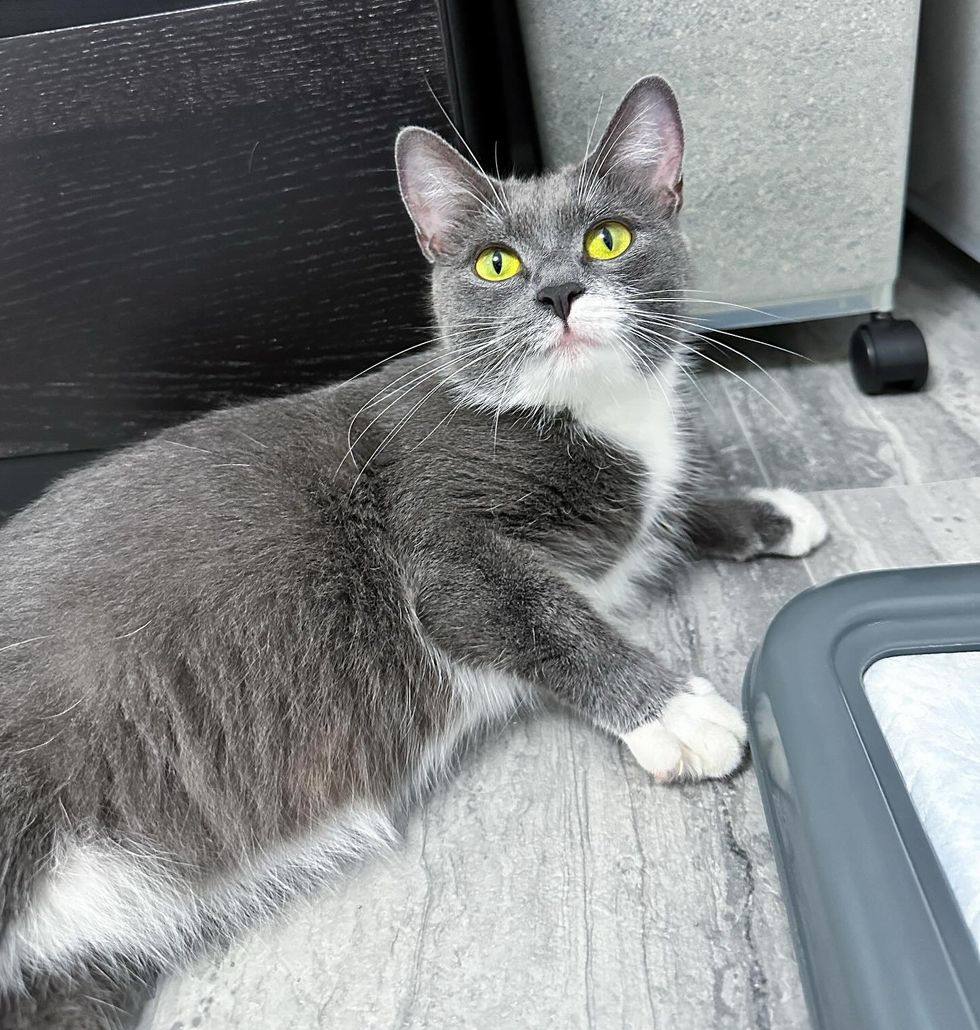 sweet gray cat