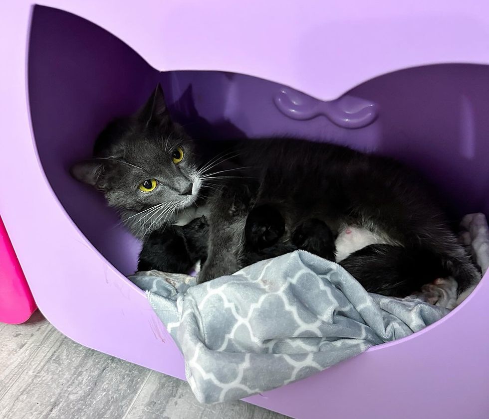 cat nursing newborn kittens