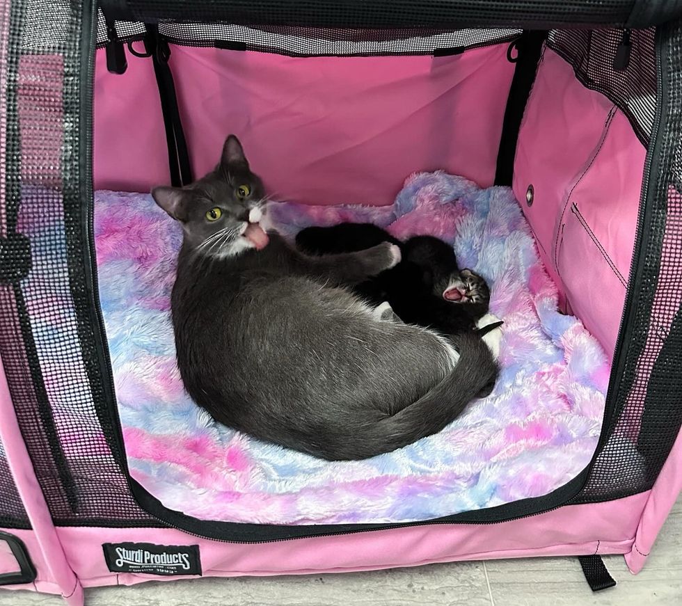 cat nursing cuddling kittens