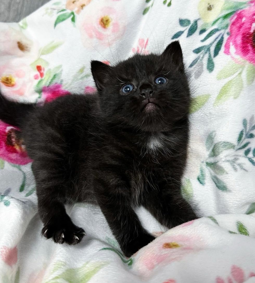 mini panther kitten