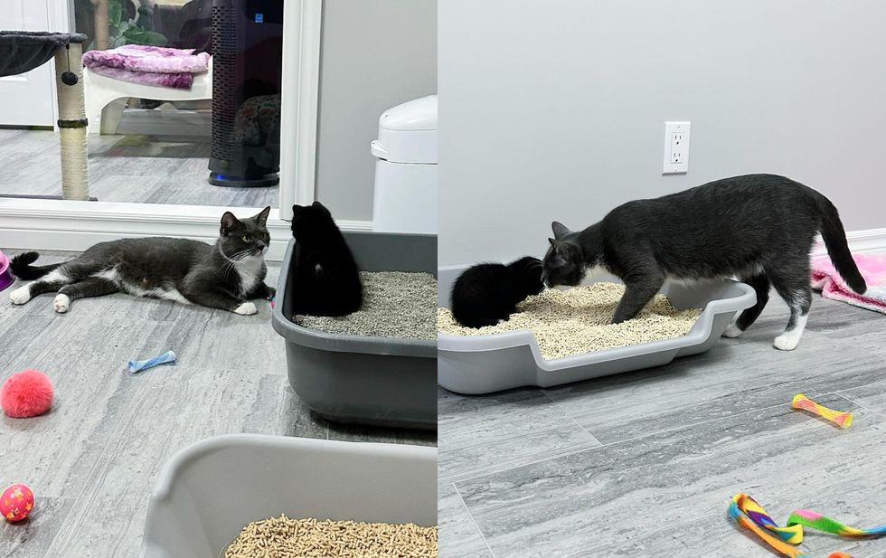 cat kitten trains litter box