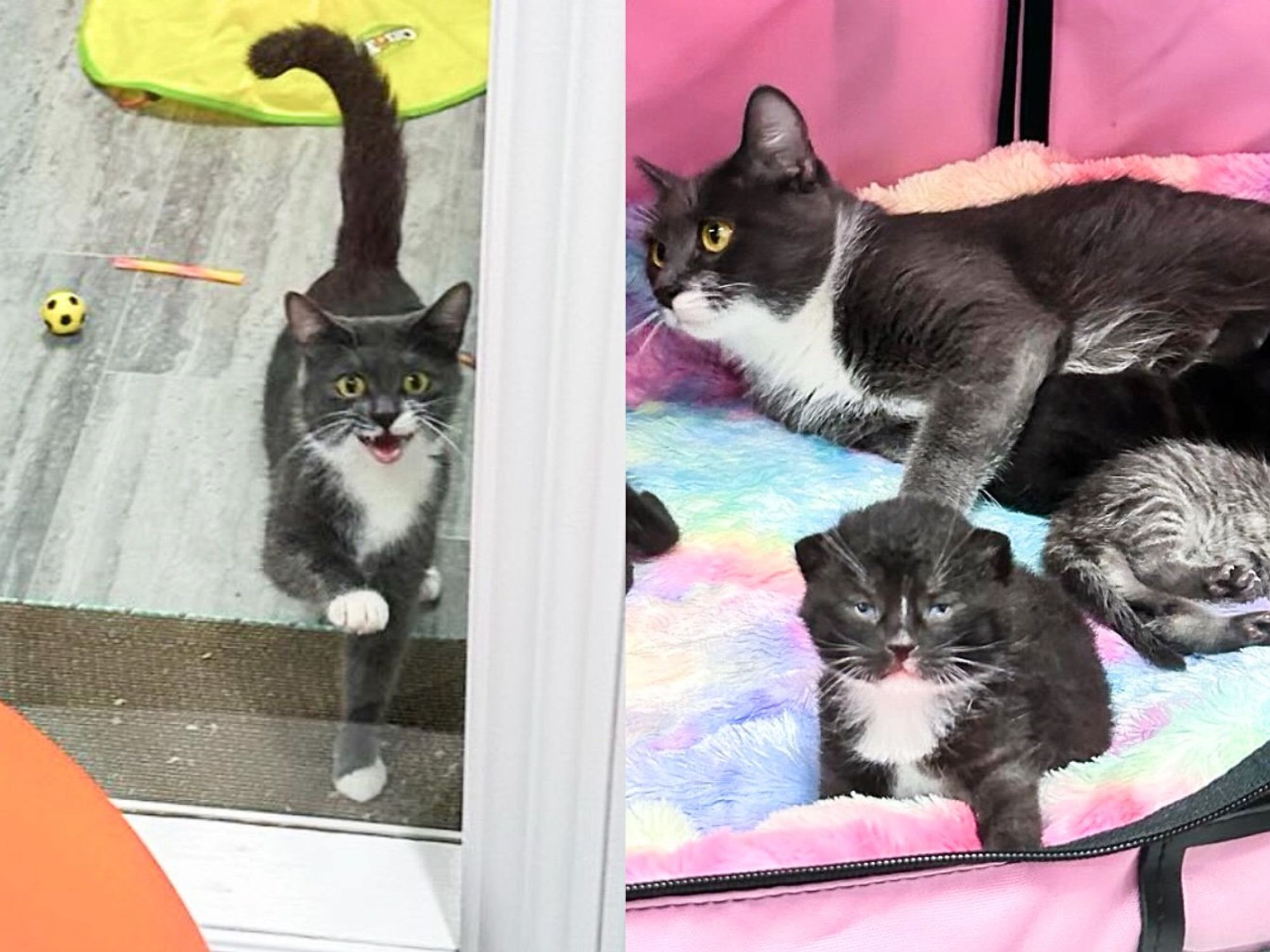 Cat Waits by the Door Each Day to Greet the Person Who Didn't Hesitate to Help Her and Four Kittens