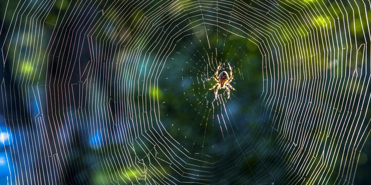 I ragni, protagonisti in natura e nei film