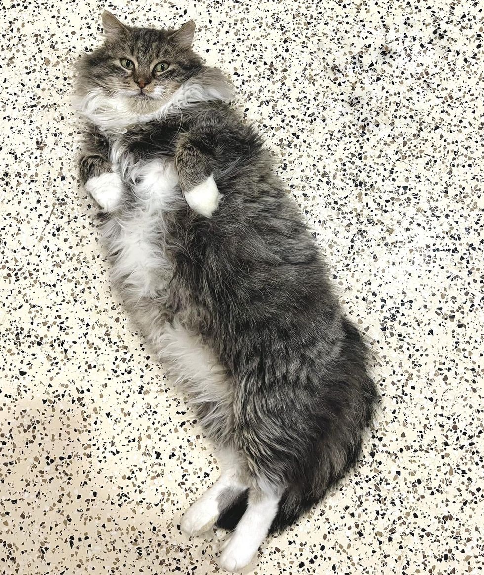 fluffy structure  feline  belly