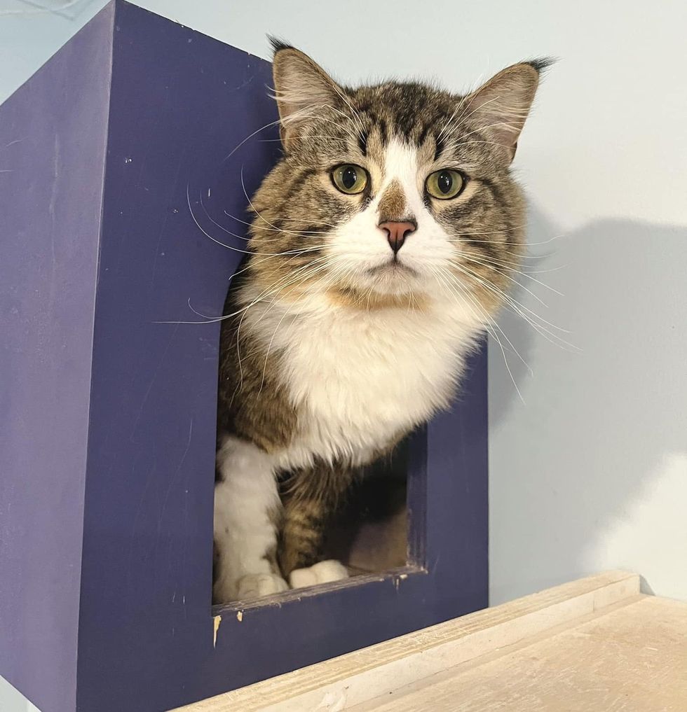 shelter feline  cubby box