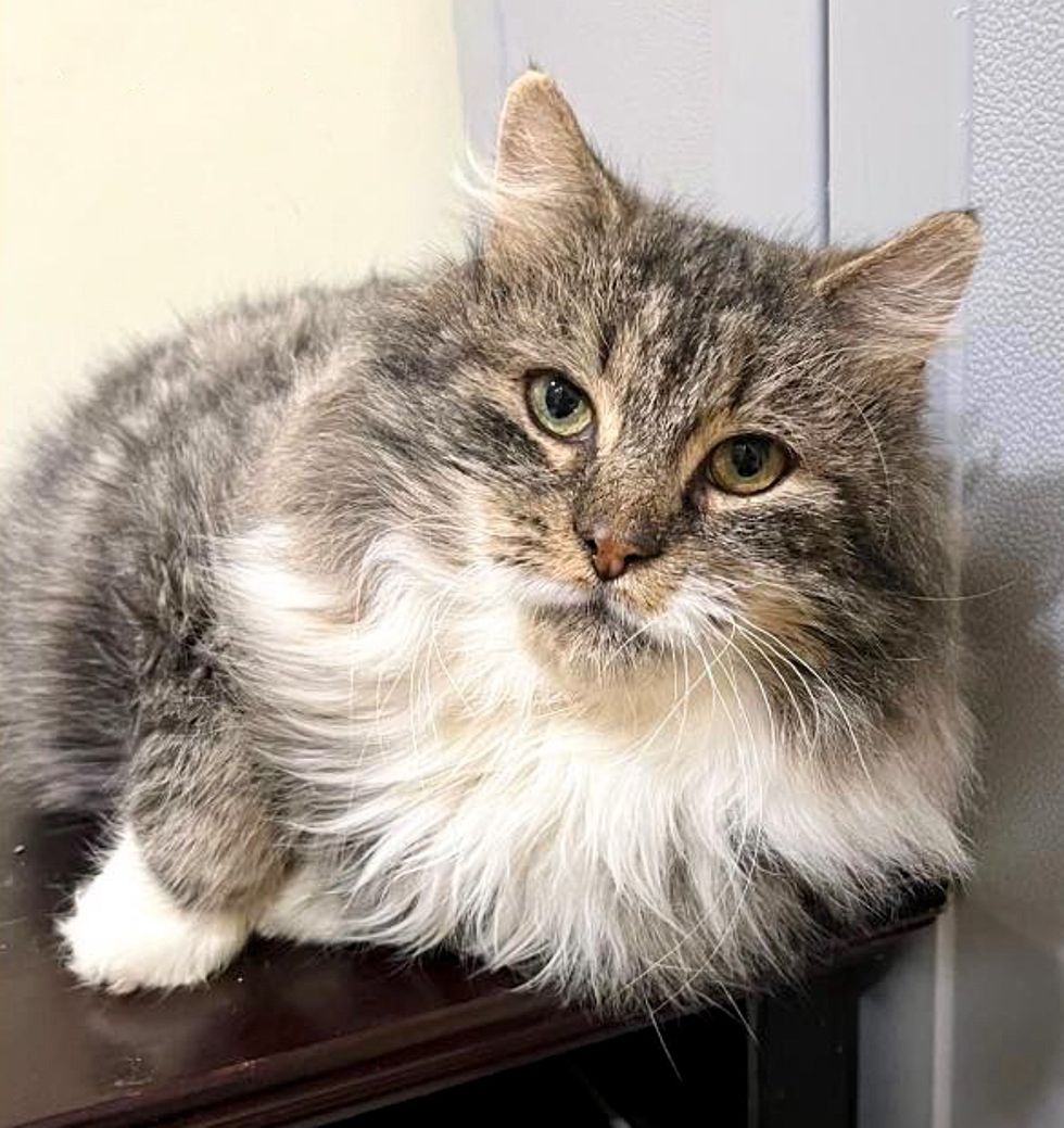 fluffy feline  tabby