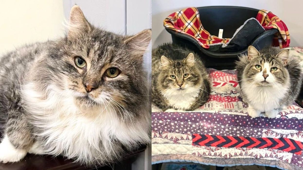 Quiet Cat Keeps to Himself Until He Meets 'Shelter Bully', They Form Unexpected Bond and Change Each Other