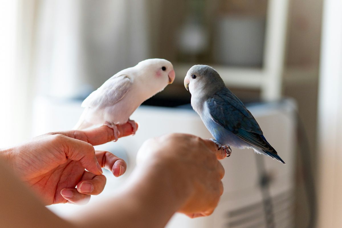 Man raises parrots from birth and they have the cutest bedtime routine
