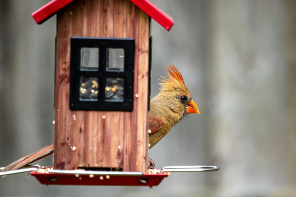 Someone invented the 'Pokémon Go' of bird feeders. It sold out in minutes.