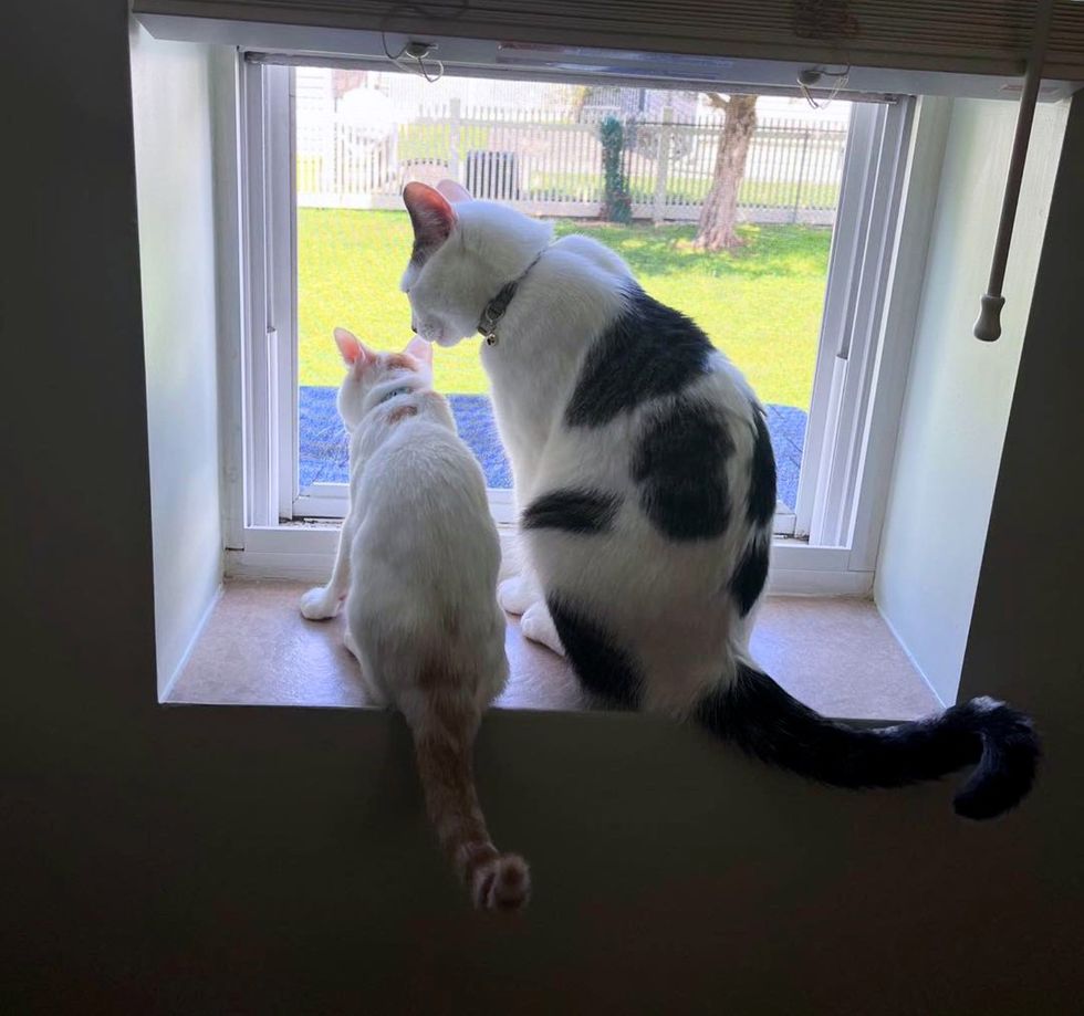 kitten cat friends window