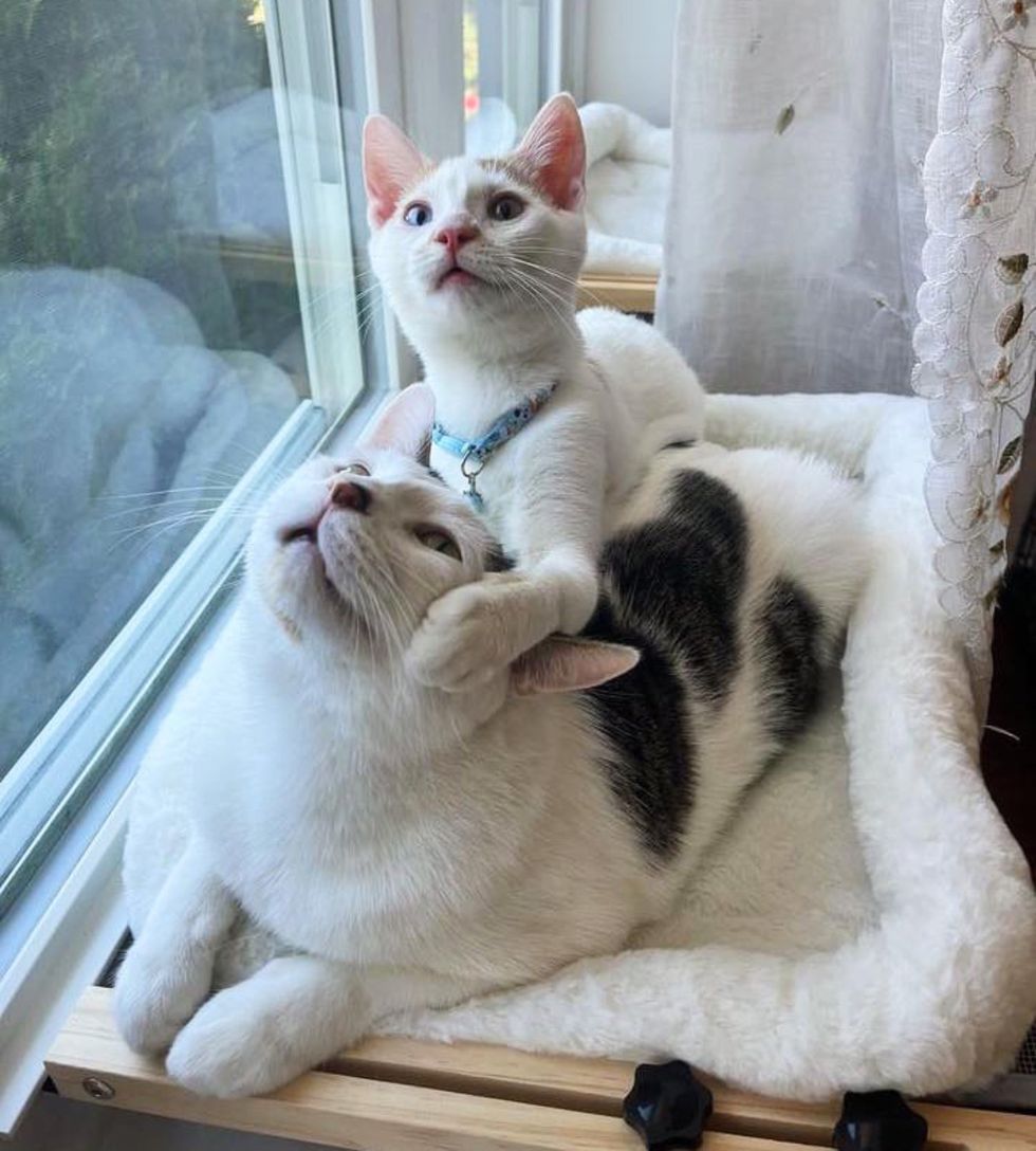 kitten snuggles feline  window