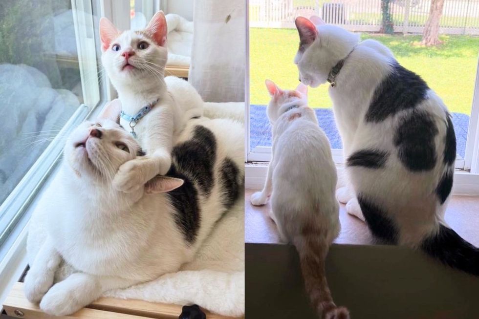 They Adopt Cat Who Waited More Than a Year, Then Decide to Get Him a Kitten - Best Decision Ever