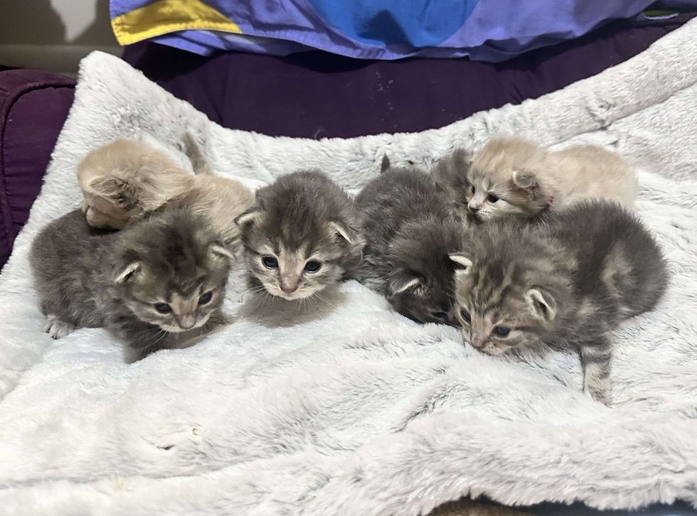 tiny kittens waddling