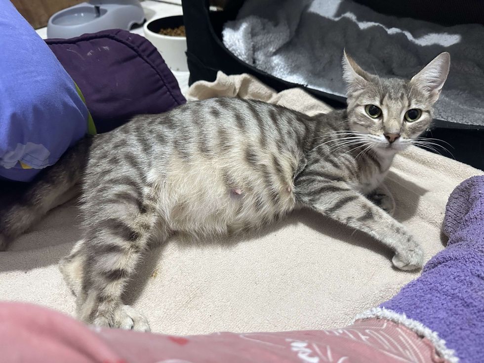 cat pregnant belly