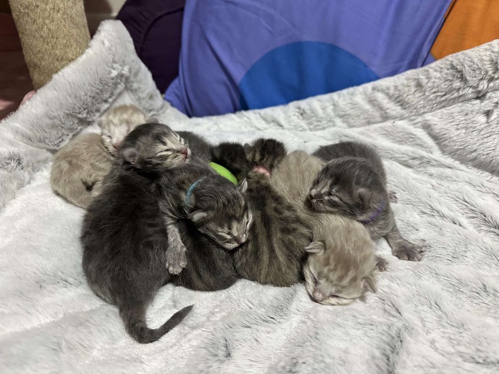 newborn kittens tabbies pile