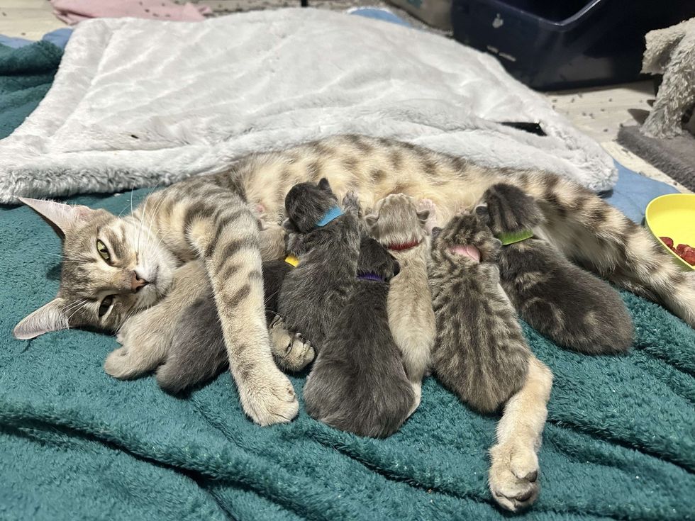 cat mom nursing kittens