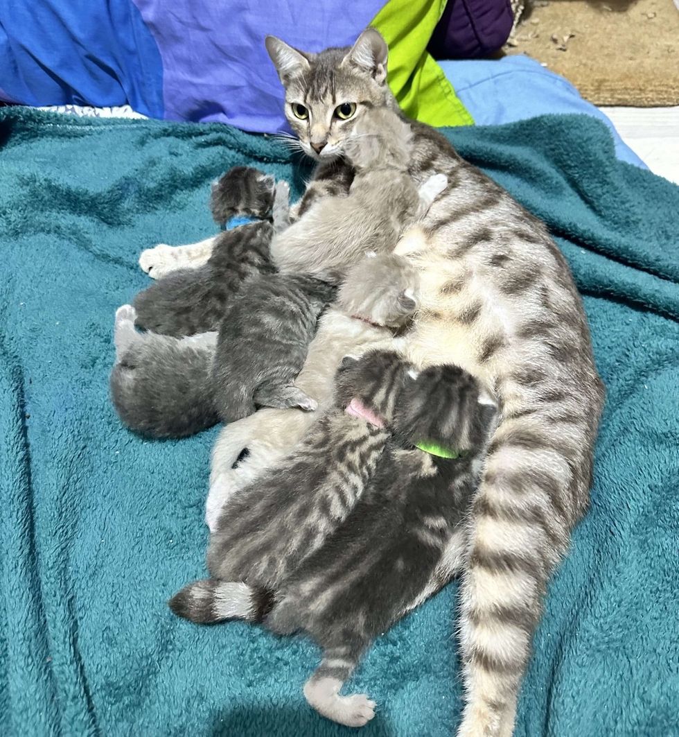 cat mom nursing newborn kittens