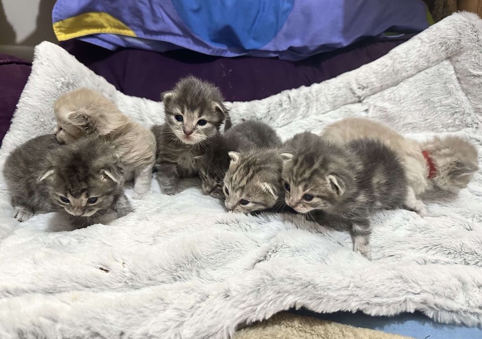 kittens walking eyes open