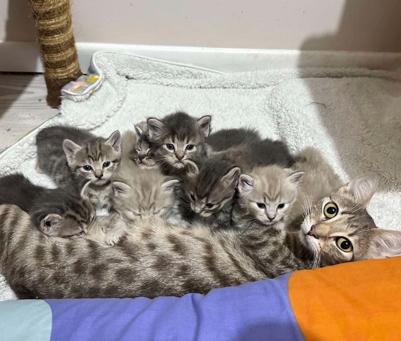 cat tabby nursing kittens