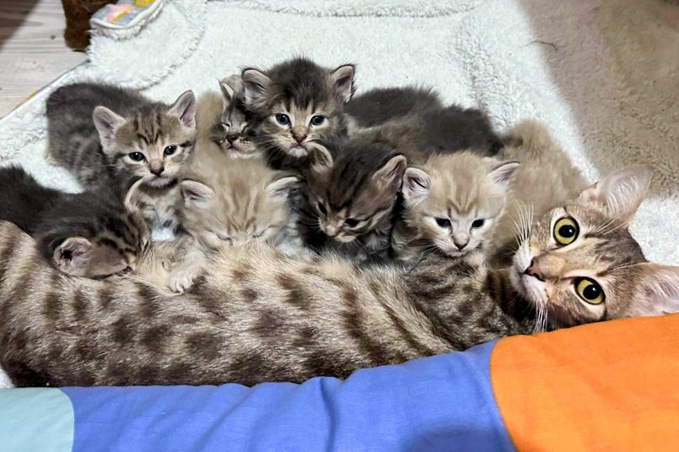 Cat Finds Second Chance and Begins Adventure that Changes the Course of Her Kittens' Lives