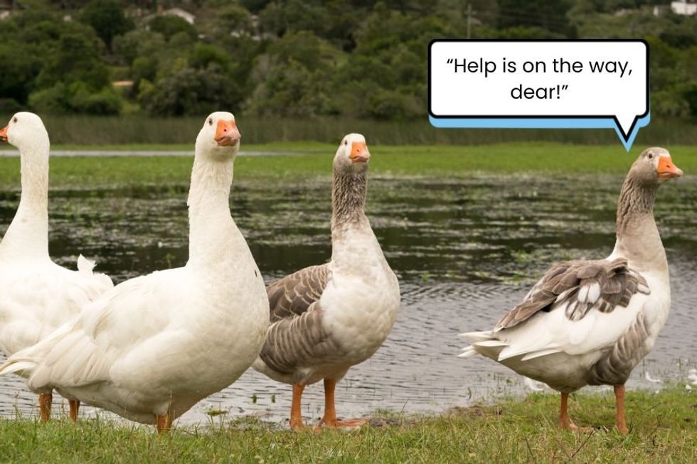 A gaggle of geese run to rescue a woman when she falls to the ground