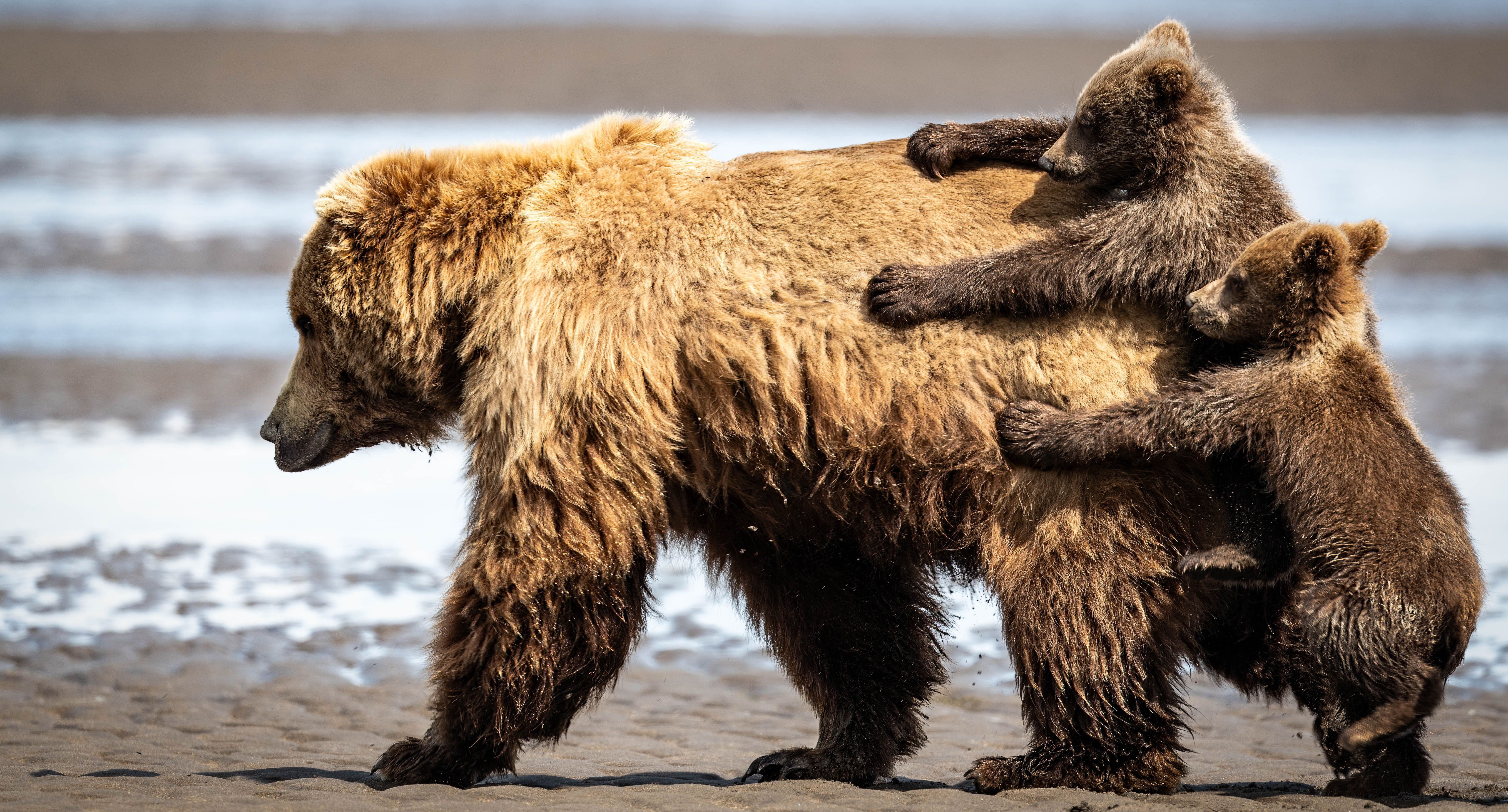 comedy wildlife, nature photography, photo awards