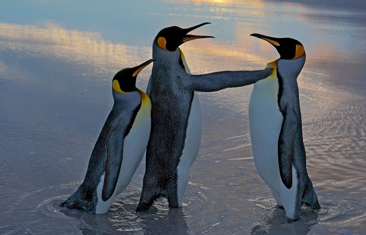 comedy wildlife, nature photography, photo awards