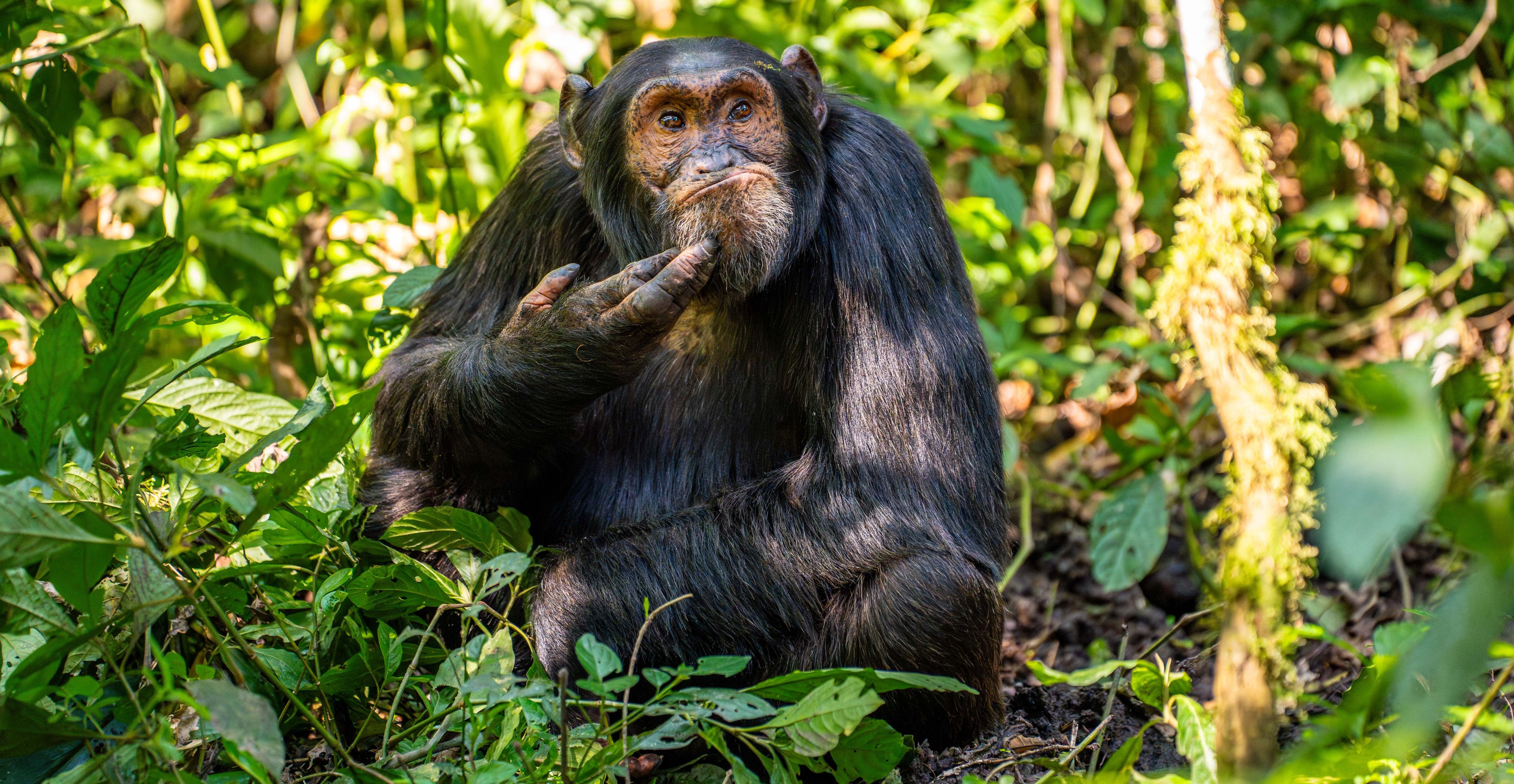 comedy wildlife, nature photography, photo awards