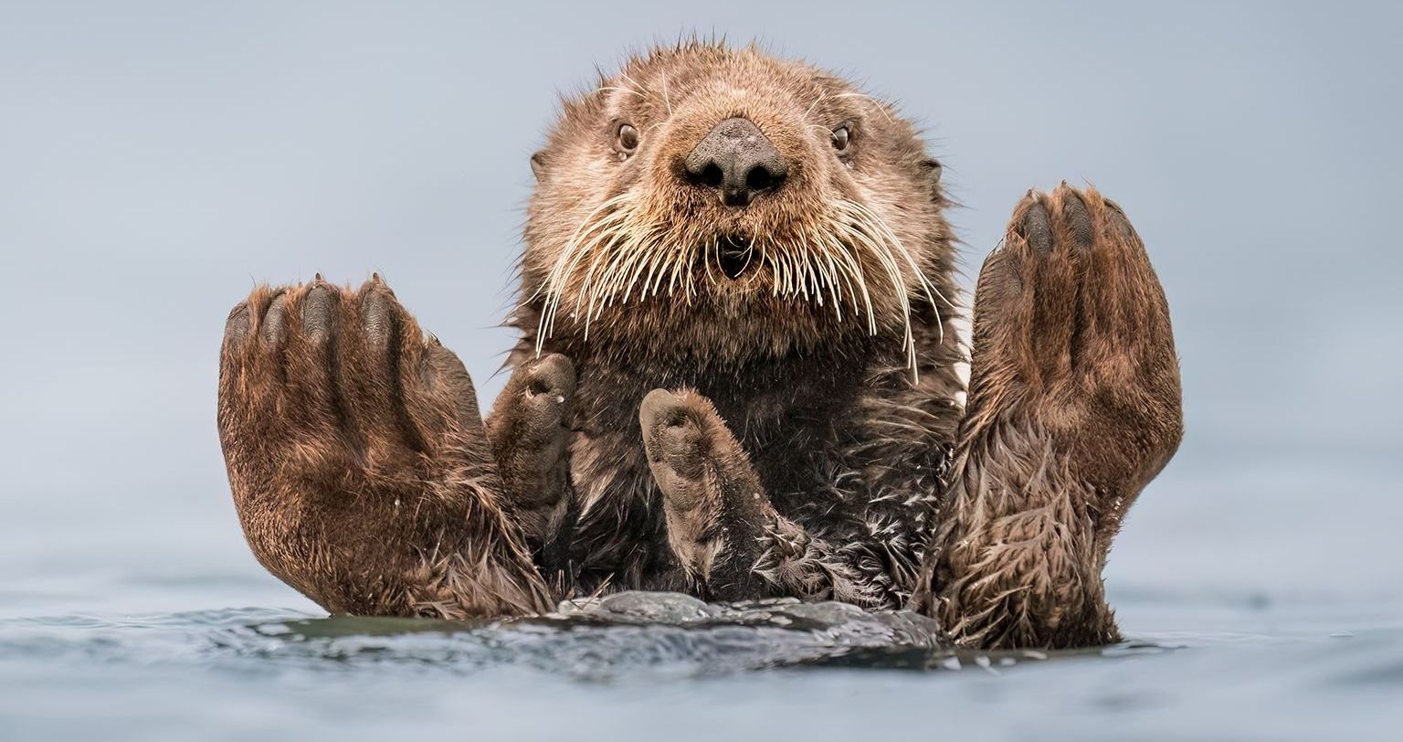 comedy wildlife, nature photography, photo awards