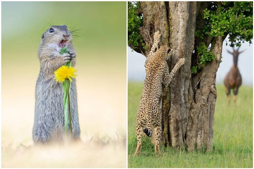 18 of the funniest finalists in the 2024 Nikon Comedy Wildlife Photography Awards