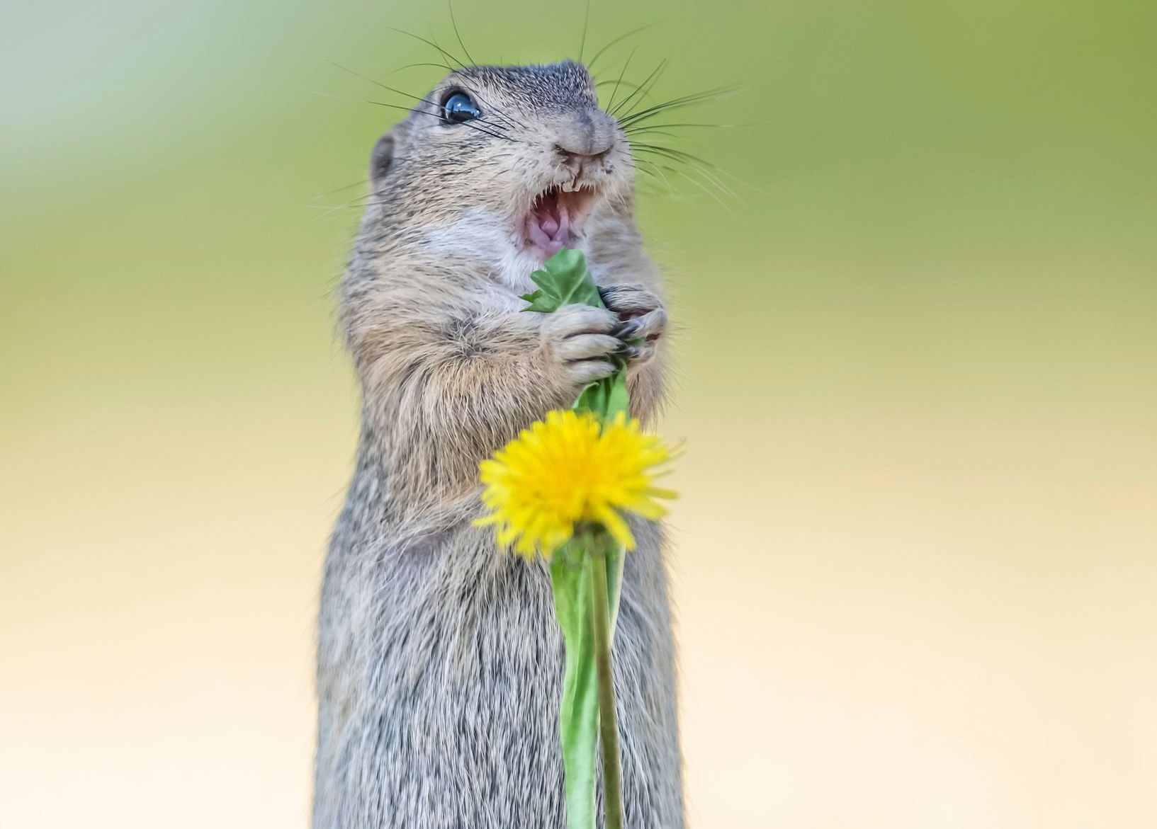comedy wildlife, nature photography, photo awards
