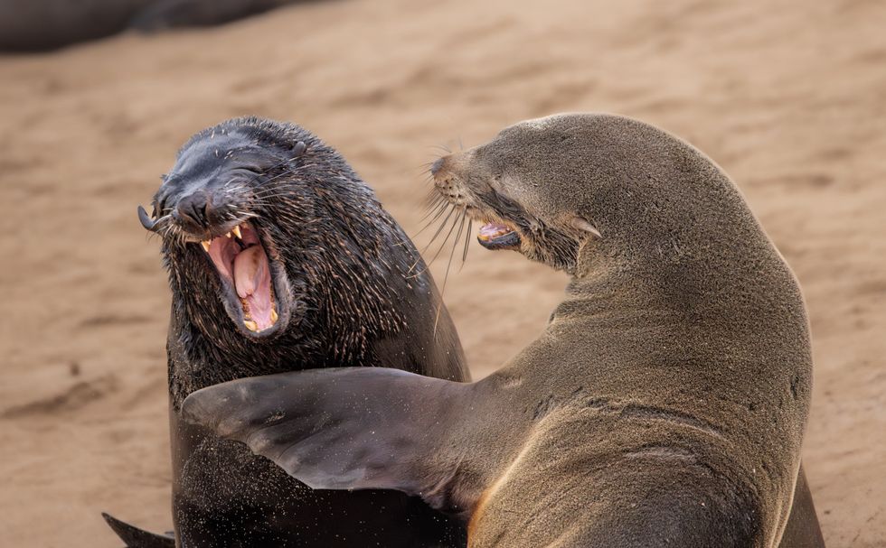 comedy wildlife, nature photography, photo awards