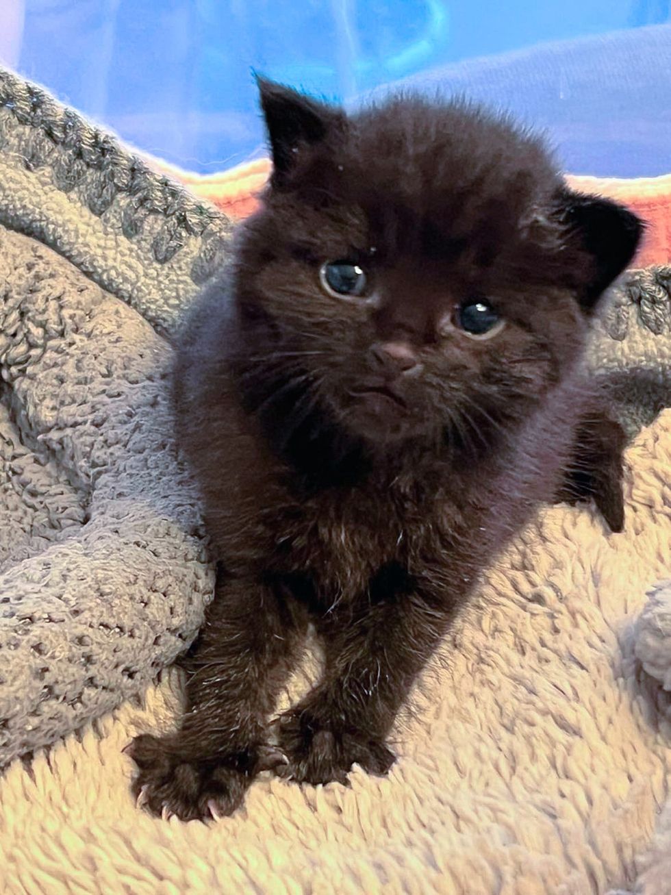 house panther kitten paws