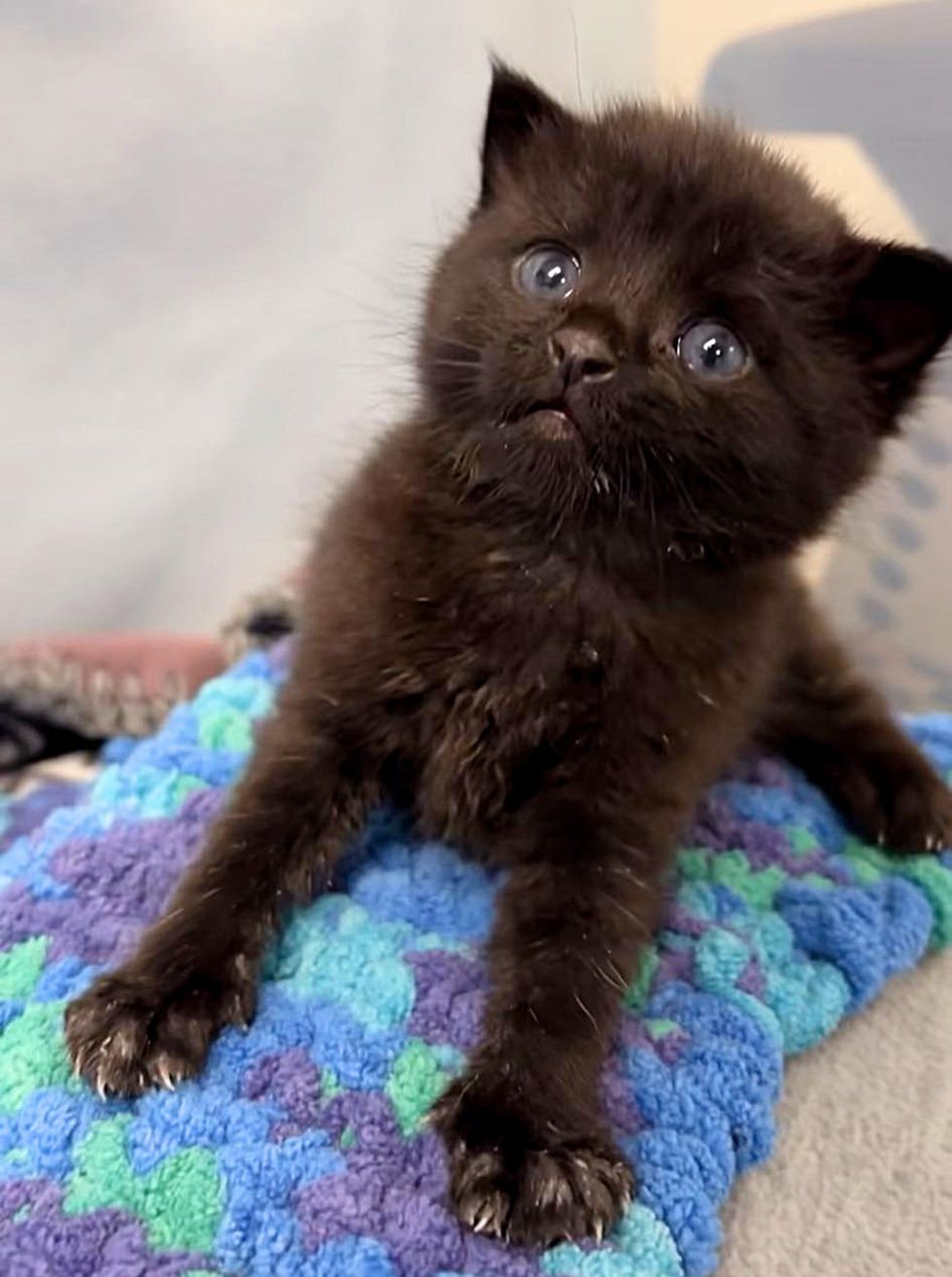 house panther kitten paws