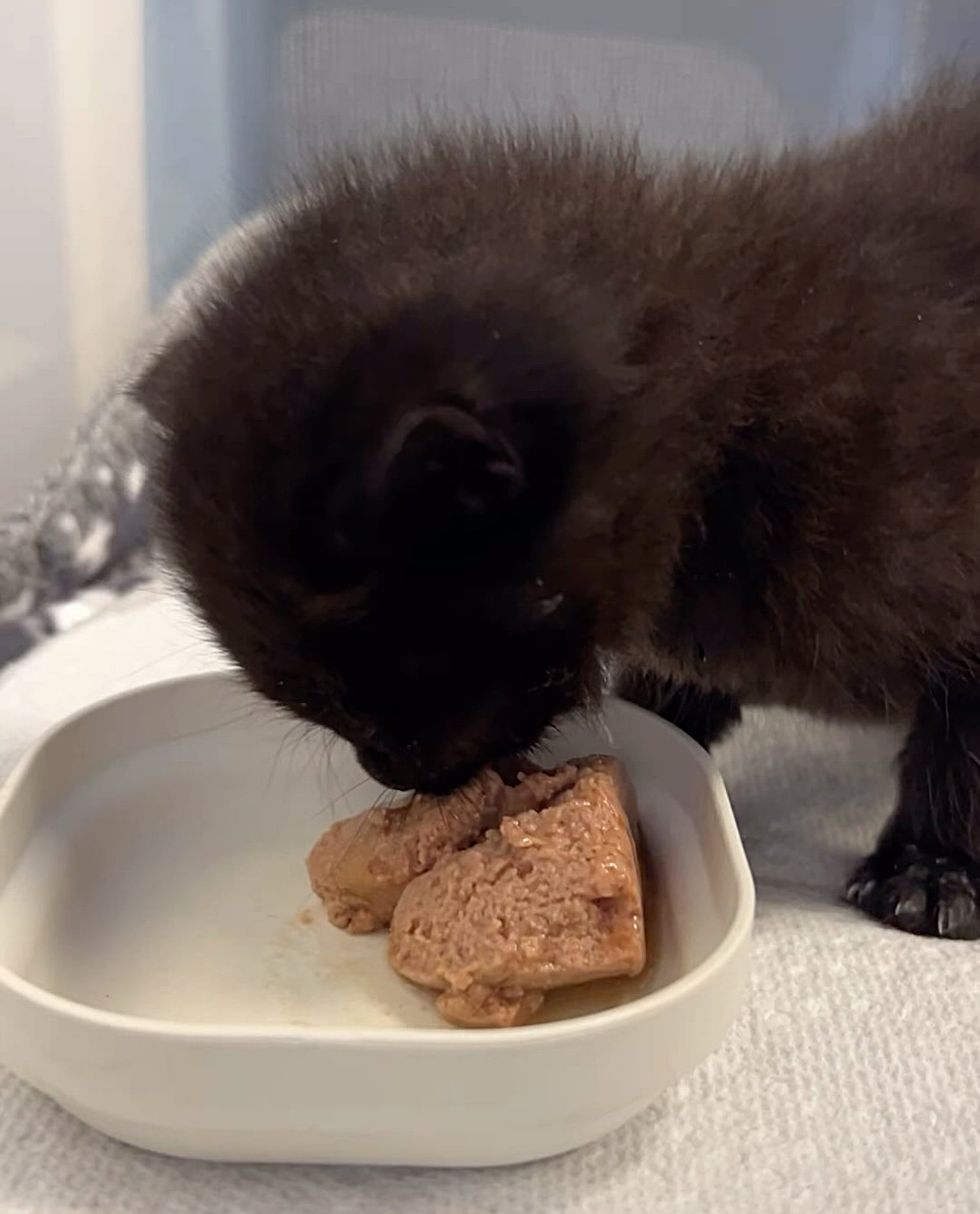 kitten learning to eat