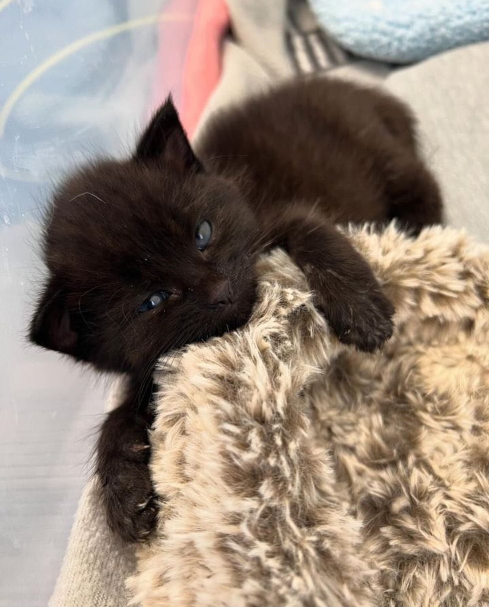 panther kitten hugs paws