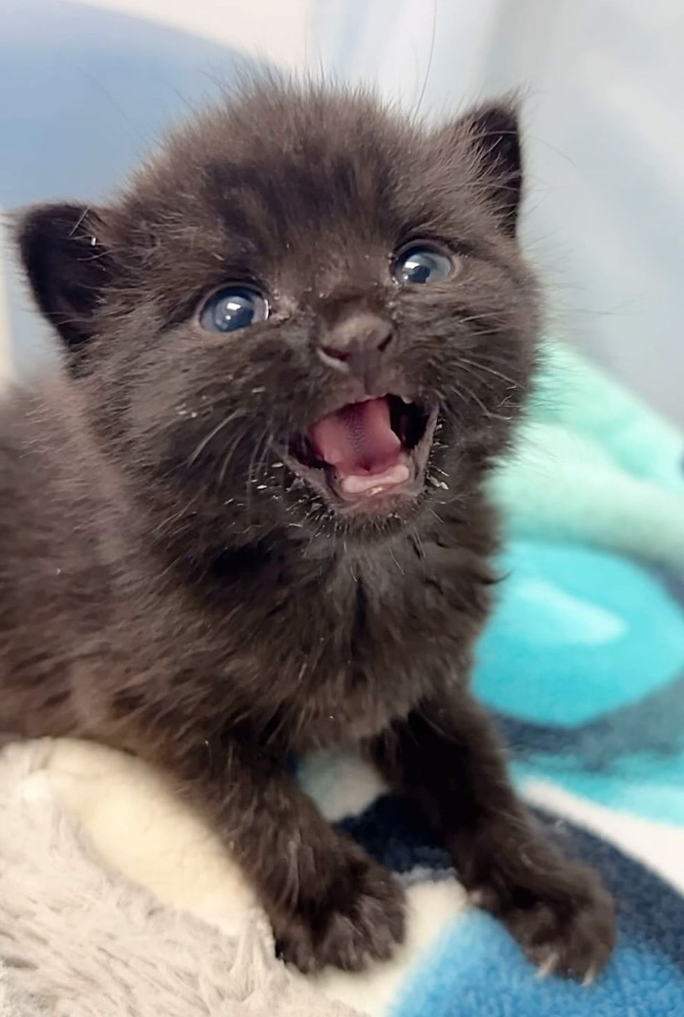 kitten cute screaming