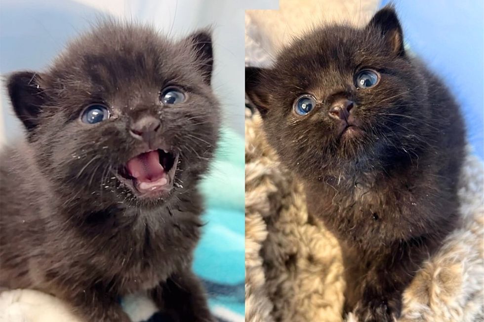 Kitten from an Alley Lets Nothing Hold Him Back and Soon Discovers His 'Inside Voice'