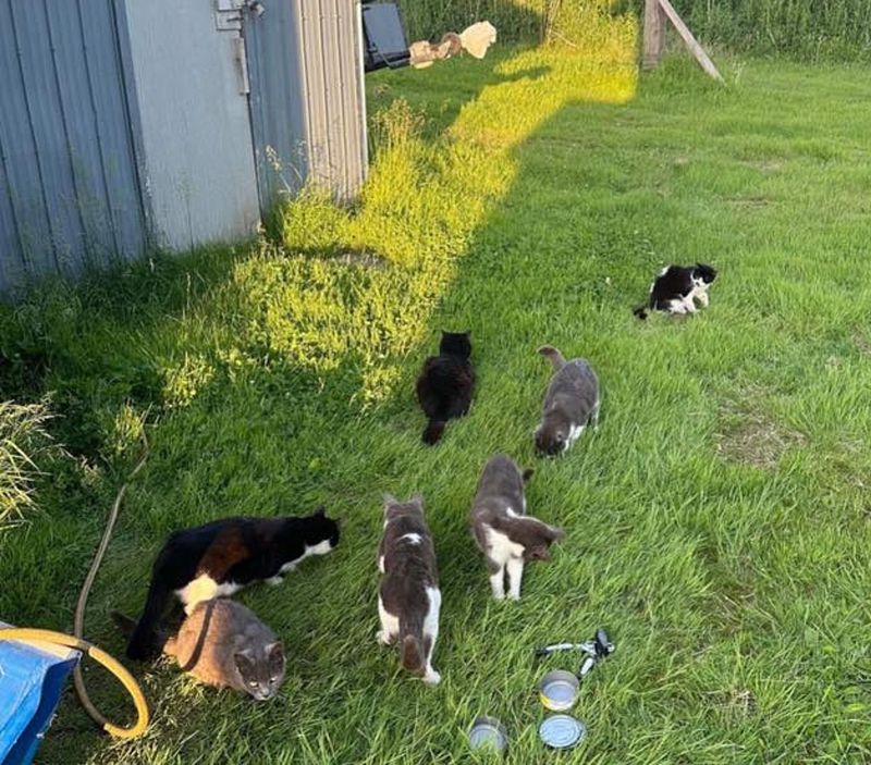 cats abandoned yard