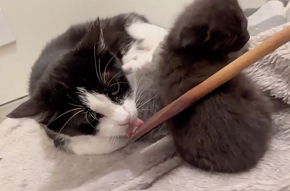 cat treats woody  spoon