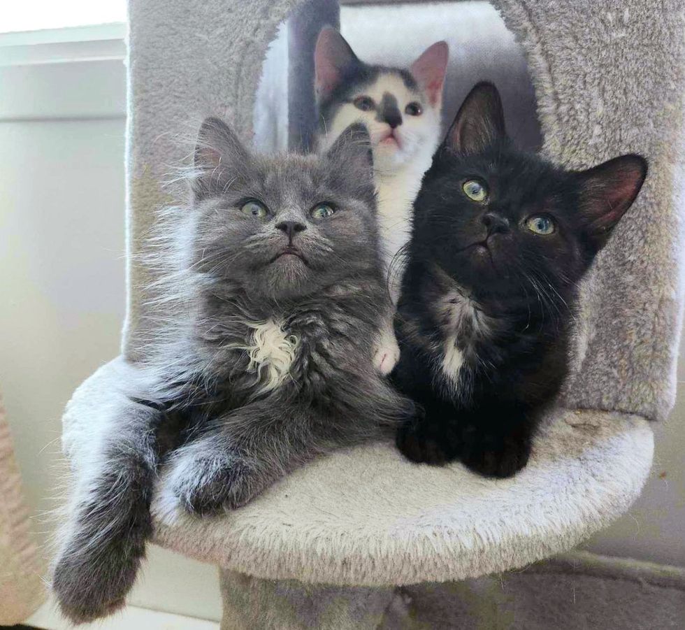 kittens fluffy cat tree